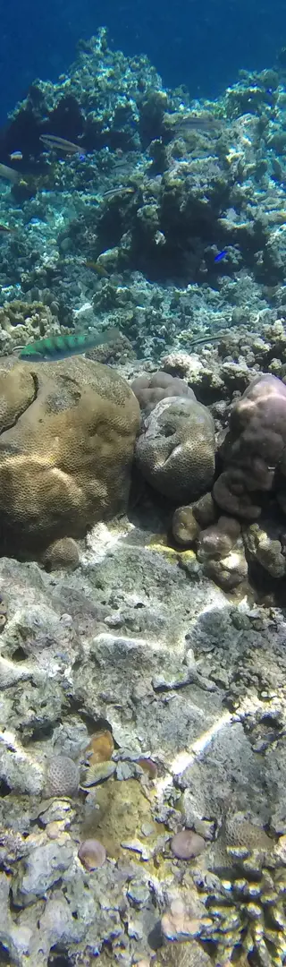 Schnorcheln vor Menjangan – ein unvergesslicher Tag auf See